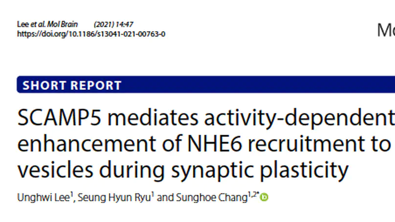 SCAMP5 mediates activity-dependent enhancement of NHE6 recruitment to synaptic vesicles during synaptic plasticity